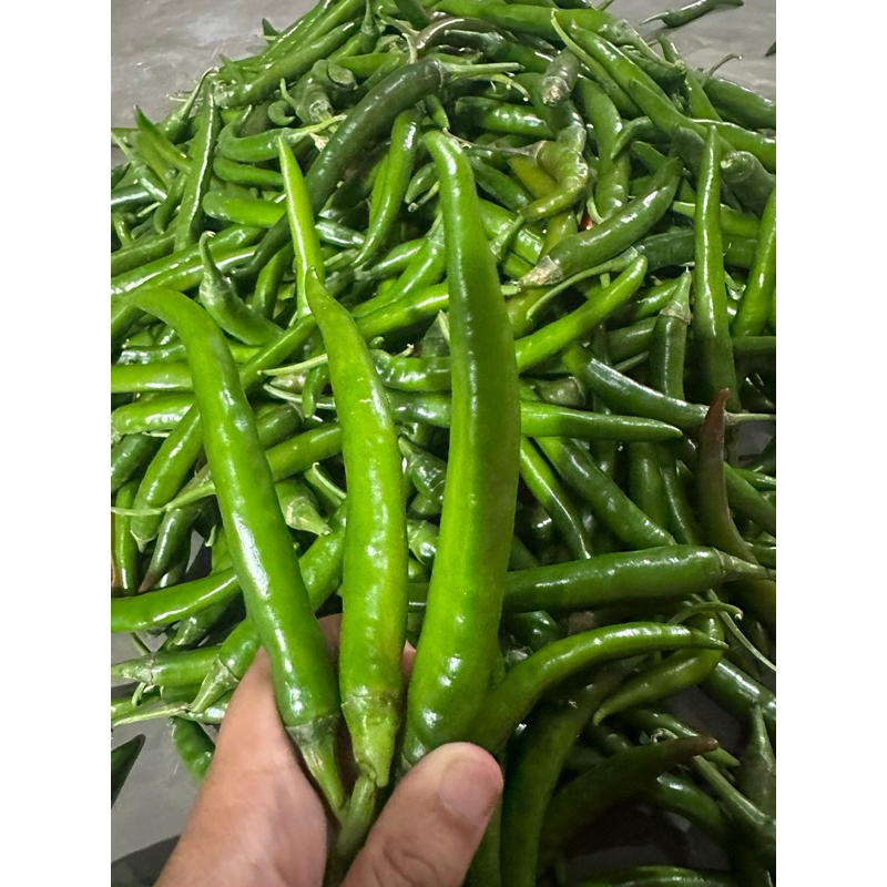 

Cabai Besar Hijau berat 1kg Banyuwangi