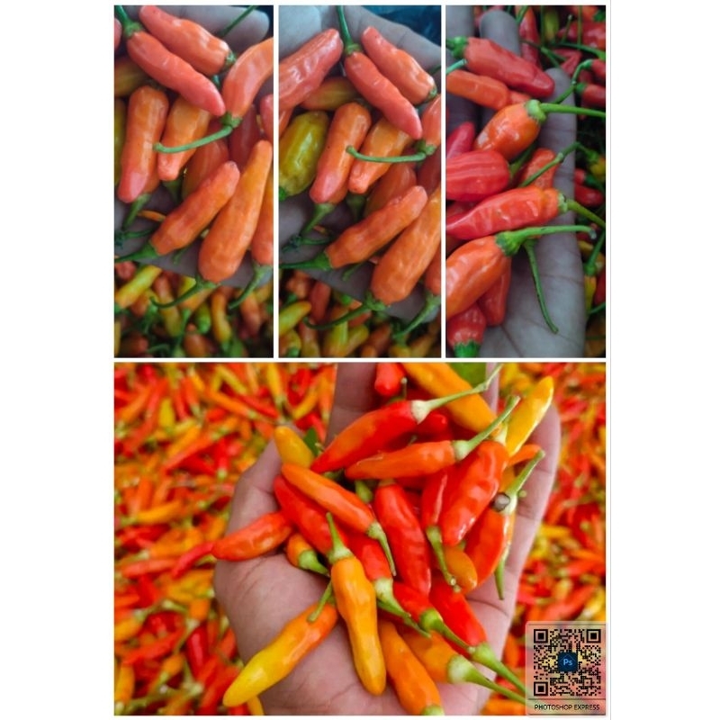 

cabay rawit super pres 2kg