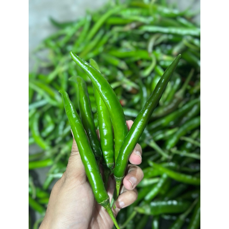 

Cabai Besar Hijau 500gr Banyuwangi