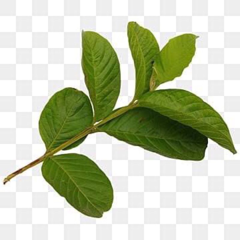 

Daun jambu kesehatan