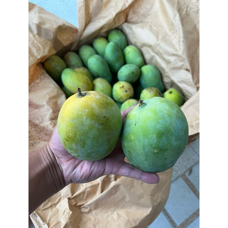 

mangga Harum Manis Tua pohon