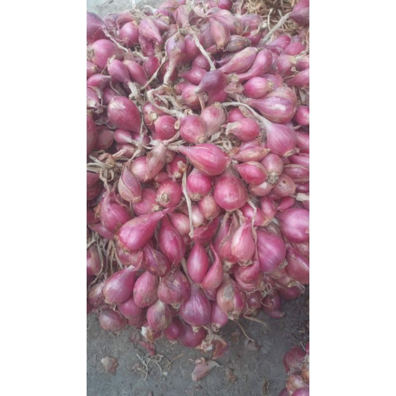 

bawang merah 1 kg (bukan benih) bawang sayur