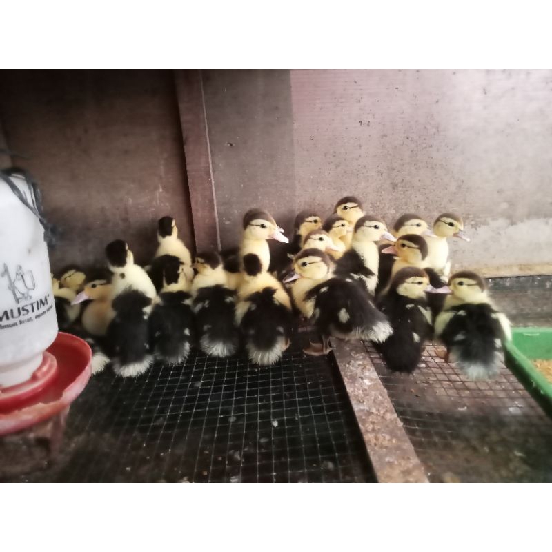 bibit Bebek entok super