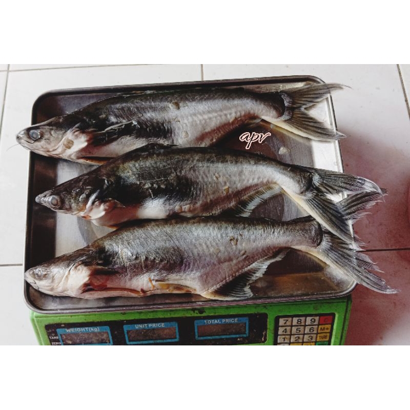 

ikan patin segar fresh 1 kg