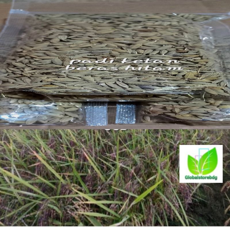 

1 kg padi ketan hitam pilihan murah