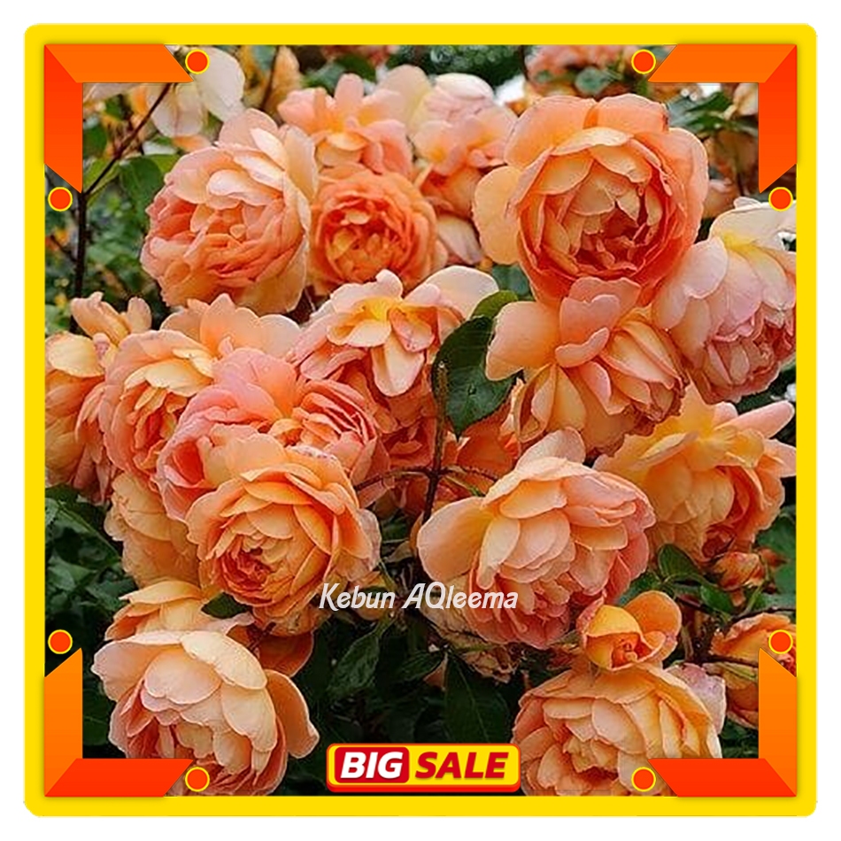 Mawar Import David Austin - Pat Austin Wangi