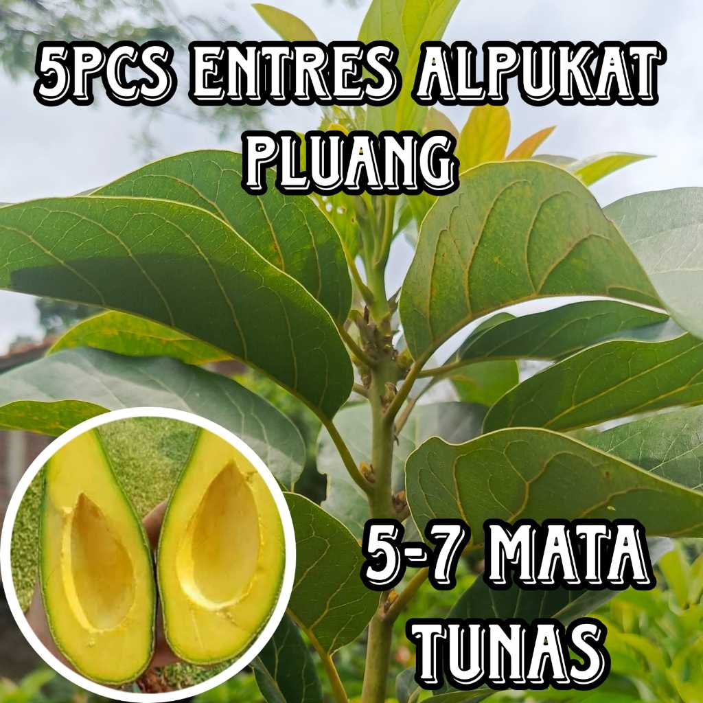 ENTRES ALPUKAT PLUANG SUPER MURAH (5PCS)