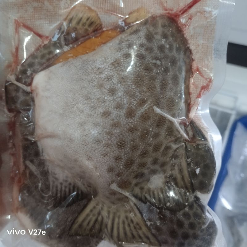 

ikan kiper