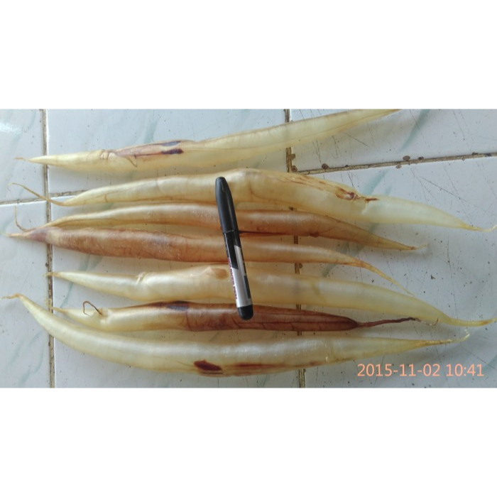 GELEMBUNG IKAN / PERUT IKAN / FISH MAW MALONG ISI 30 - 40 PCS PERKILO GRADE SUPER BESAR KUALITAS PRE