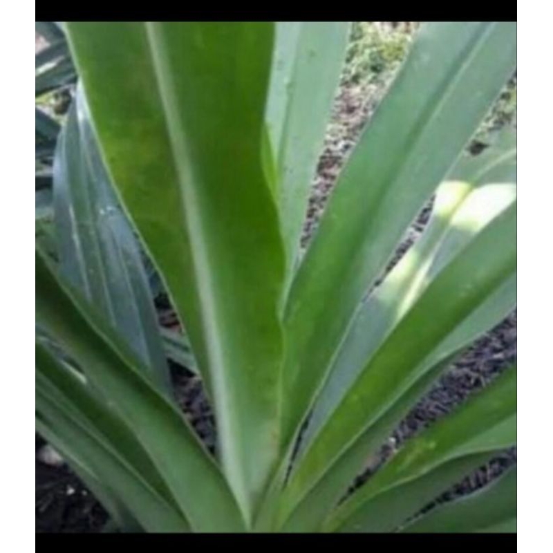 

Ready Daun Bunga Bakung fresh Segar 250gram