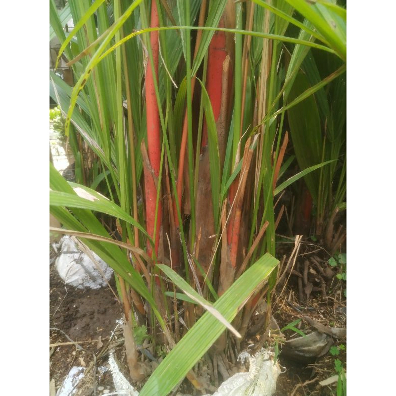 Pohon Palem Merah 2 meter
