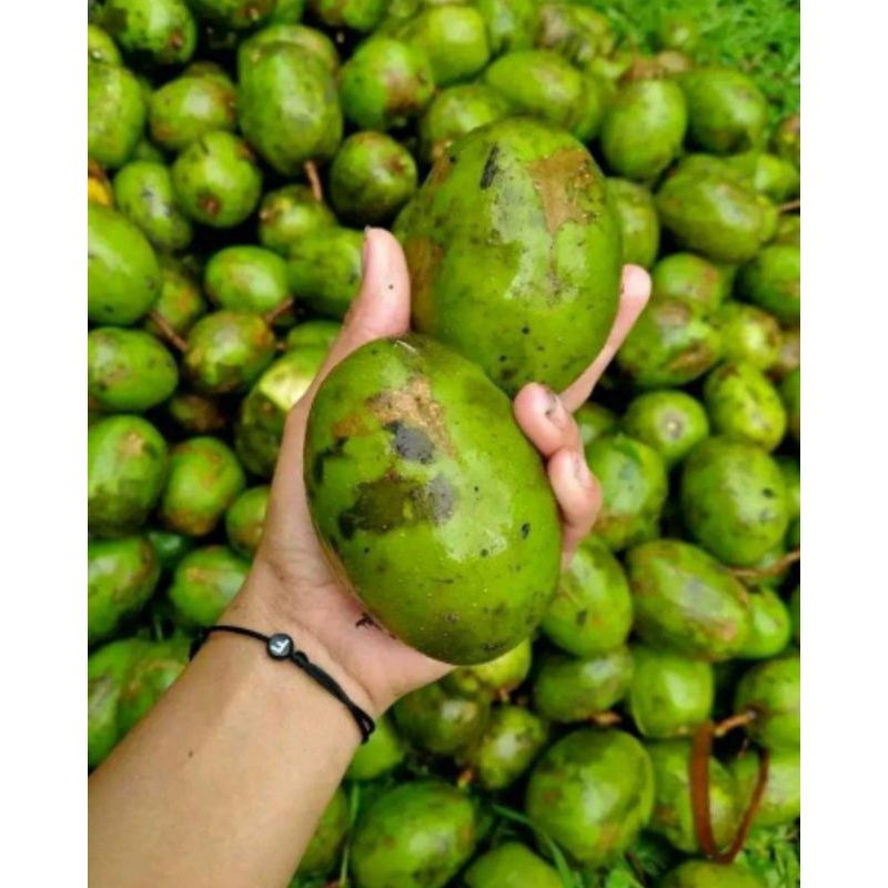 

KEDONGDONG PAKET 500 GRAM