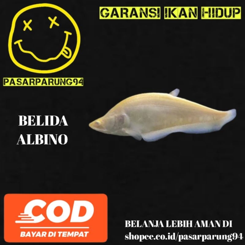 belida albino & belida Bangkok. 14-16cm & 18-20cm