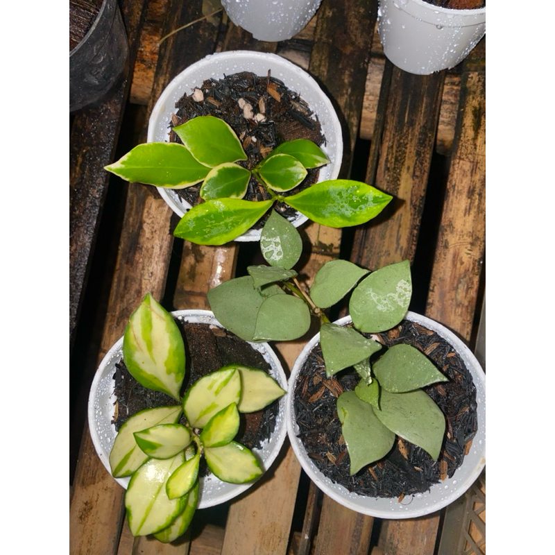 paket 3 plnt tanaman hias hoya ekonomis