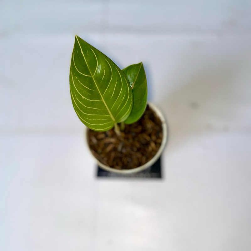 Aglaonema Black Moonlight gerhana