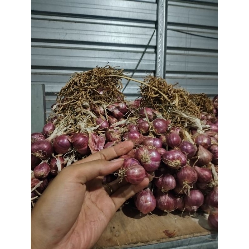 

bawang merah Probolinggo tanggung besar