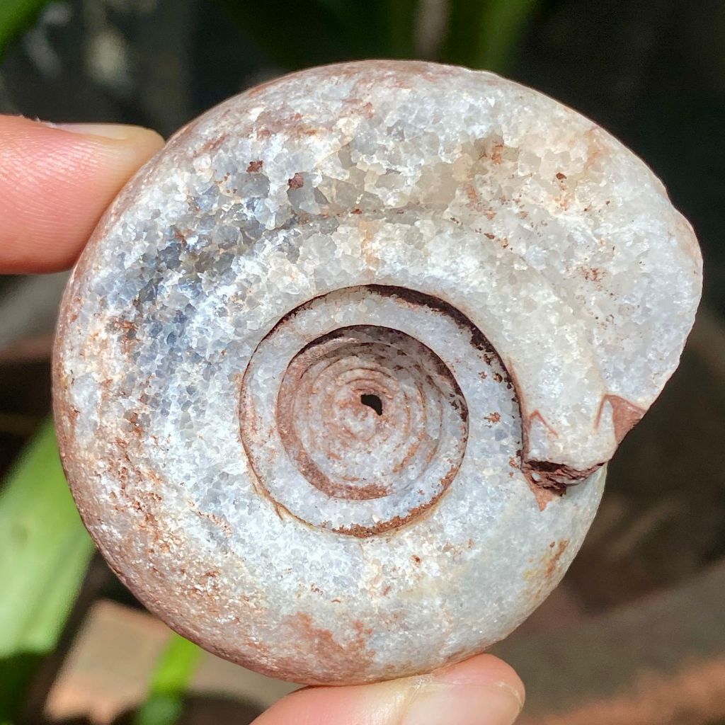 83Gr Fosil Ammonite - Natural Ammonite Perfect Calcite - Crystal Healing