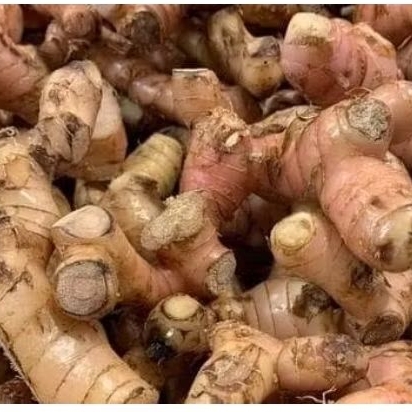 

Lengkuas/Laos segar isi 10 kg