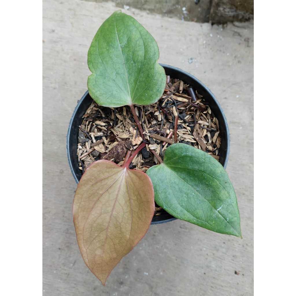 Berbagai jenis tanaman anthuirum/kuping gajah co live