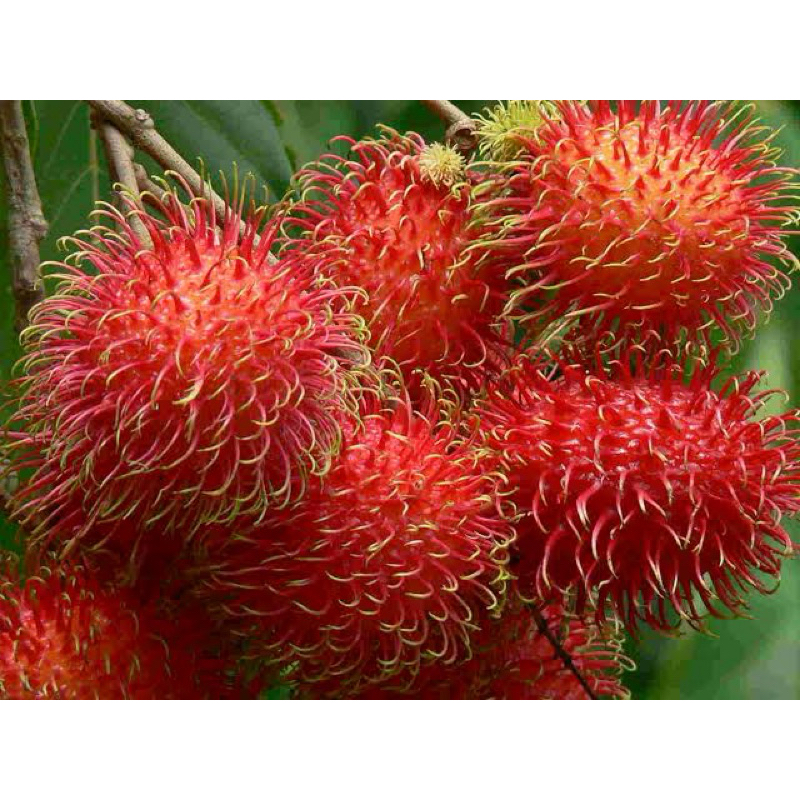 Bibit Rambutan Binjai Berbunga, pengiriman kargo