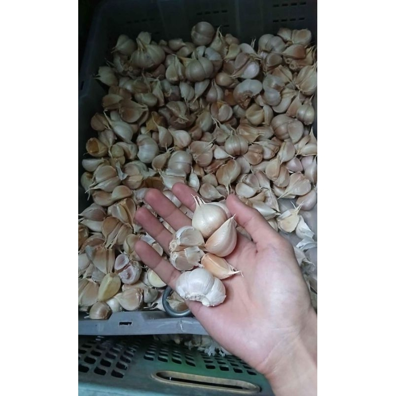

GROSIR BAWANG KATING SUPER 500gram