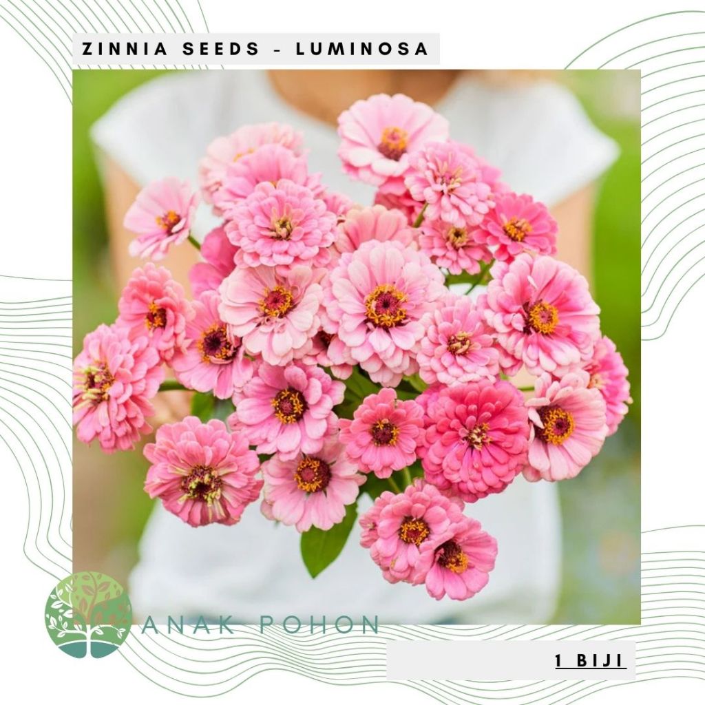 Benih Bibit Biji - Bunga Zinnia Luminosa (Zinnia elegans) Flower Seeds - IMPORT