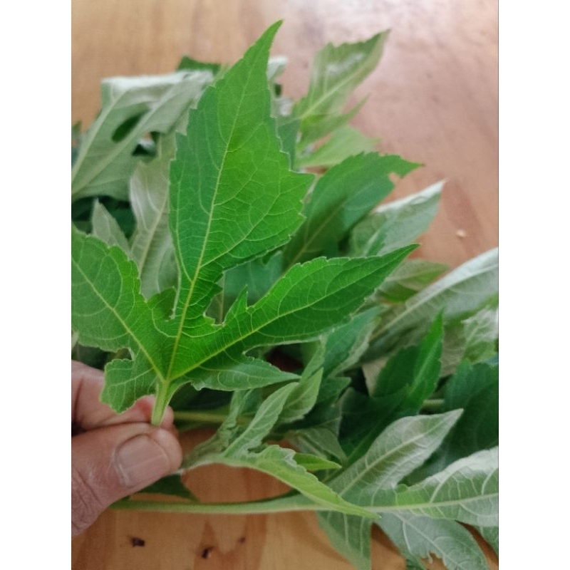 

daun insulin fresss/500grmm