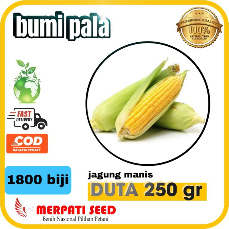 

Bibit benih jagung manis [ DUTA 250 GRAM ] isi 1800 biji dari merpati seed