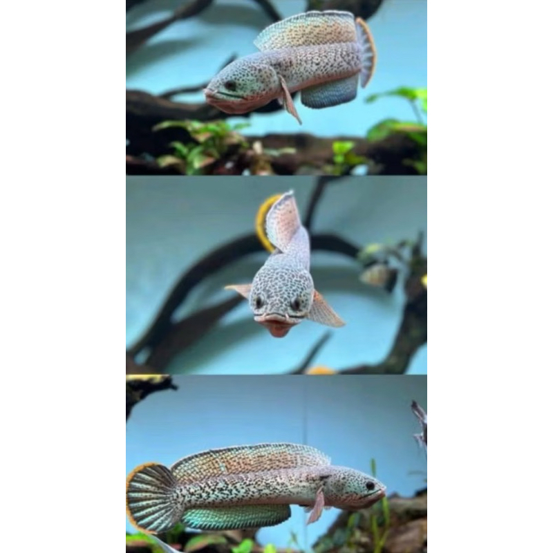 Chana Barca great A 3-7