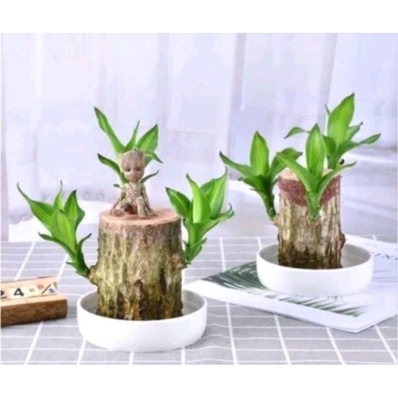 tanaman andong hijau andong hijau 15 cm