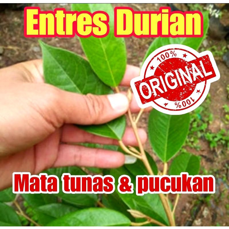 ENTRES DURIAN MUSANGKING