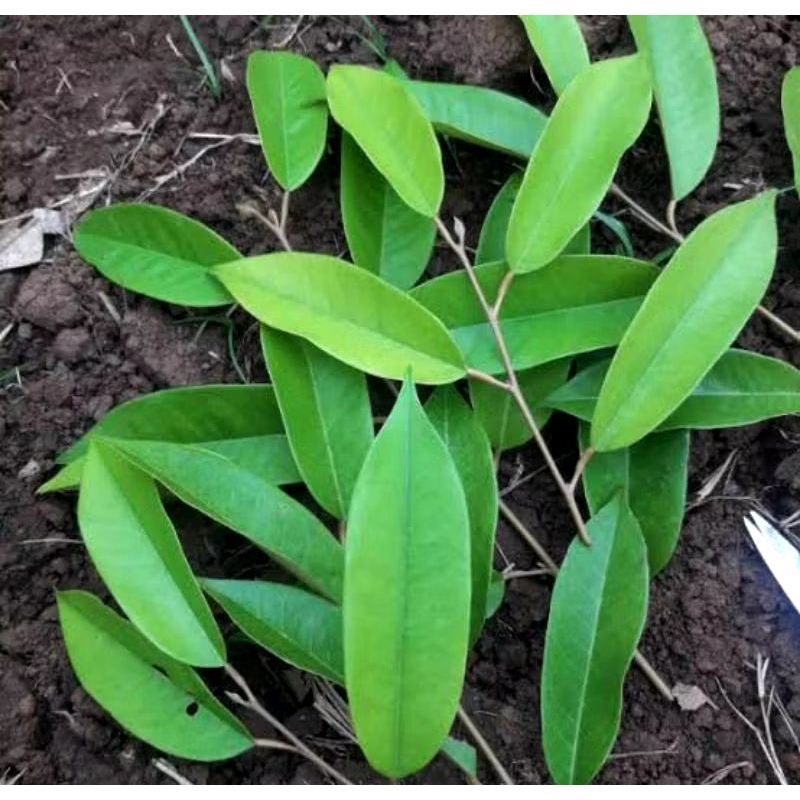 ENTRES DURIAN OCHEE/ DURI HITAM