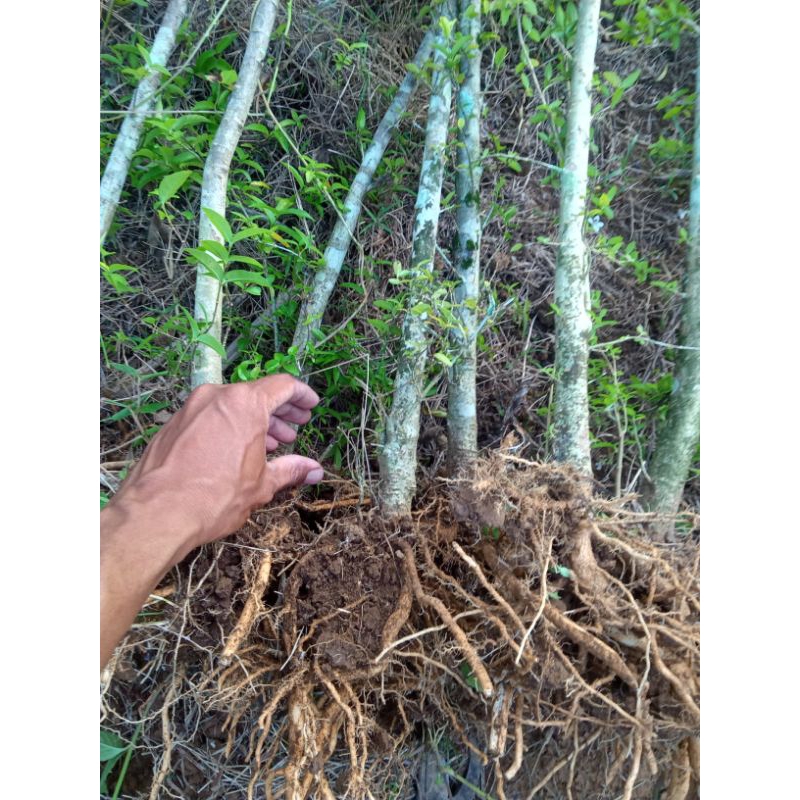 Anting putri bonggolan