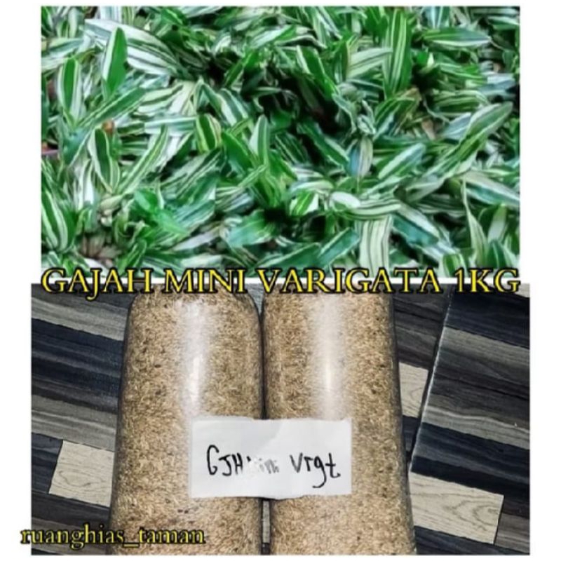promo bibit rumput gajah mini varigata