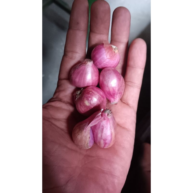 

Bawang Merah
