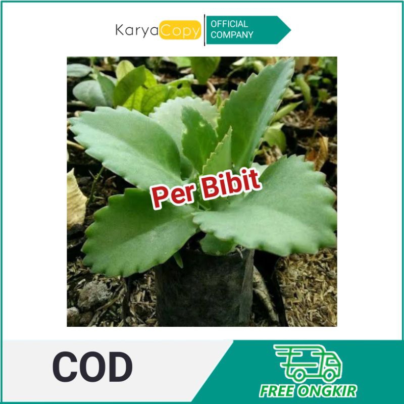 cocor bebek / tanaman Cocor bebek / pohon Cocor bebek / sosor bebek BIBIT SIAP TANAM (perbiji)