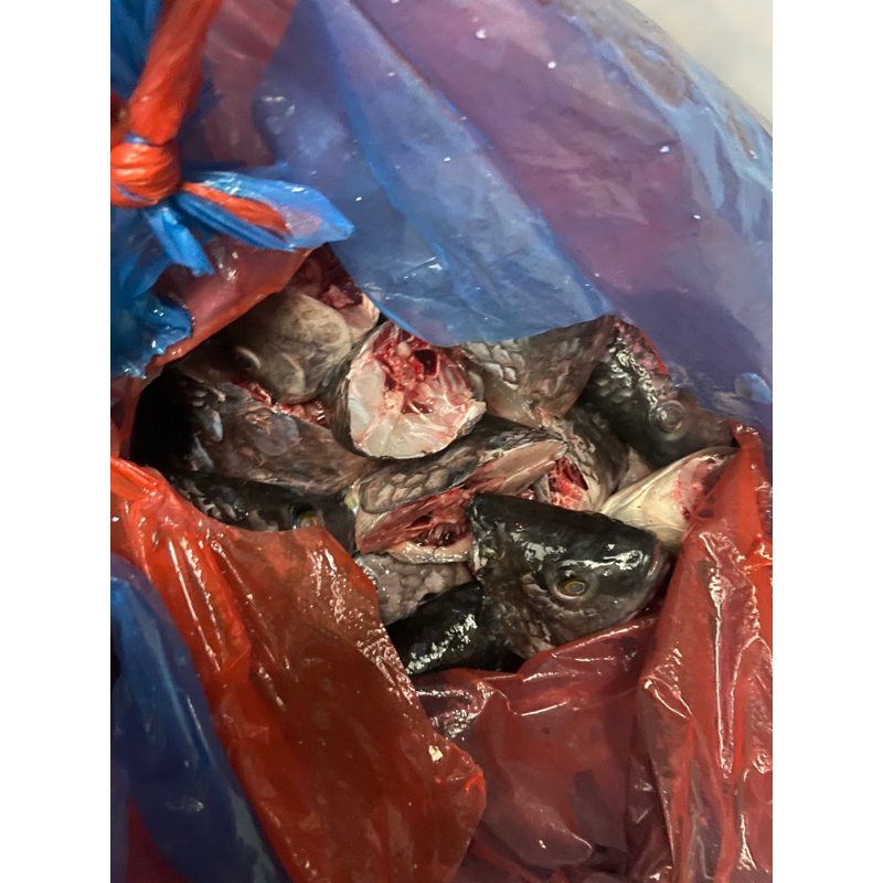 

Kepala Ikan Nila / Monza Jual Murah