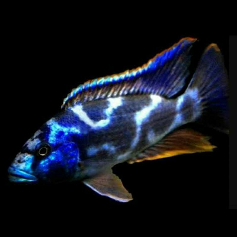 cichlid livingstoni size 8-9 cm