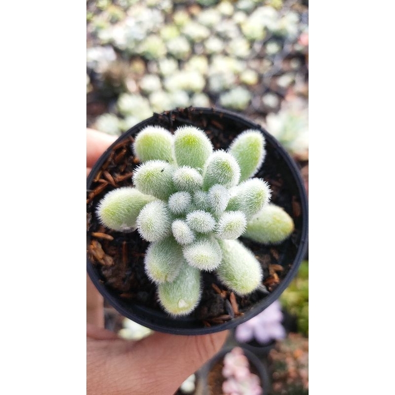 Sukulen Sekulen Sedum Hintonii - Sukulen Bandung