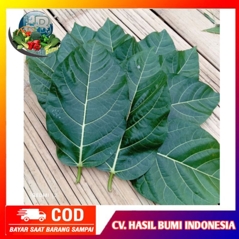 

Daun awar awar segar 100gram obat herbal alami