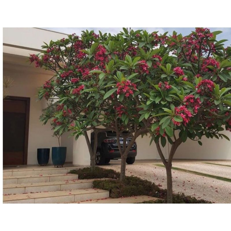 pohon kamboja merah fanta