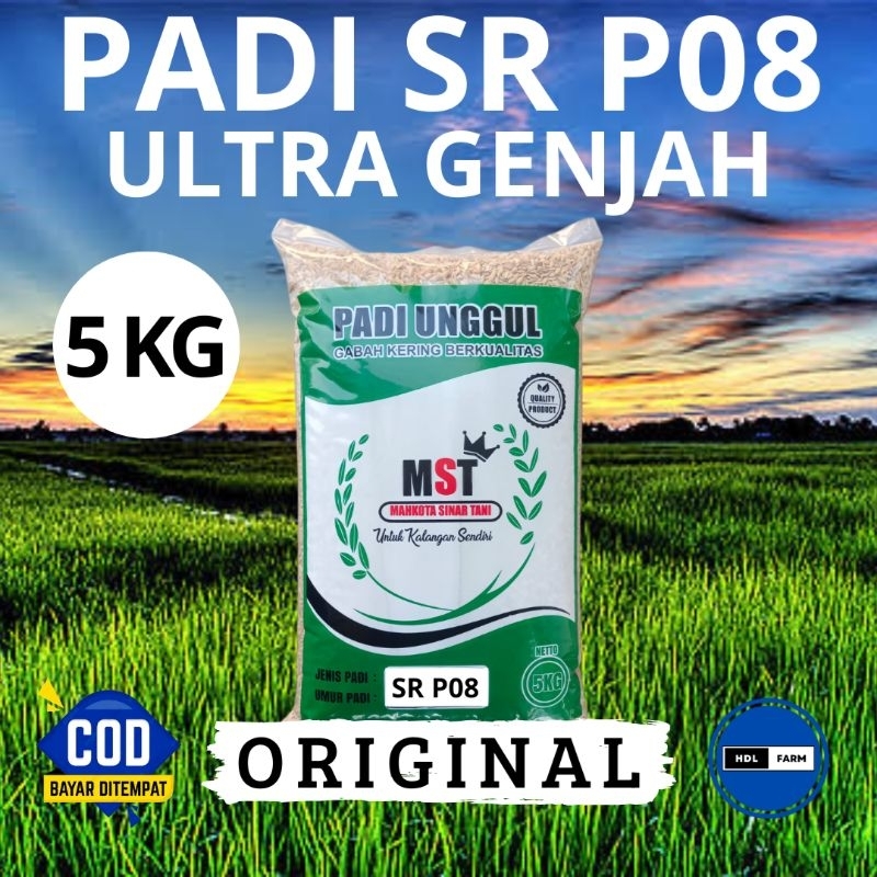 BIBIT PADI | BENIH PADI SR P08 ULTRA GENJAH KEMASAN 5KG