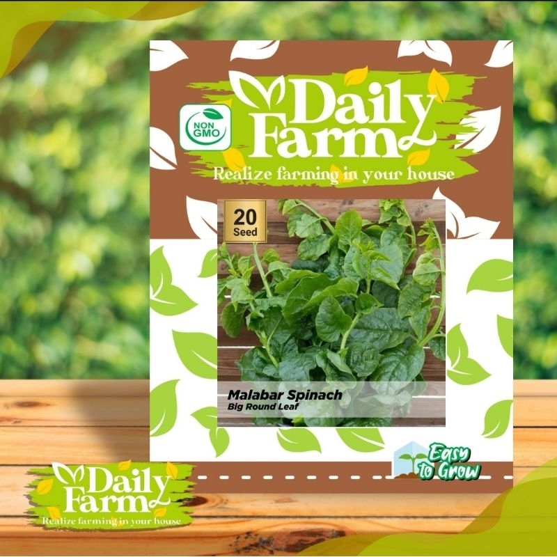 Premium Benih Sayur Bayam Malabar / Bayam Binahong / Malabar Spinach Big Round Leaf / Bayam Malabar