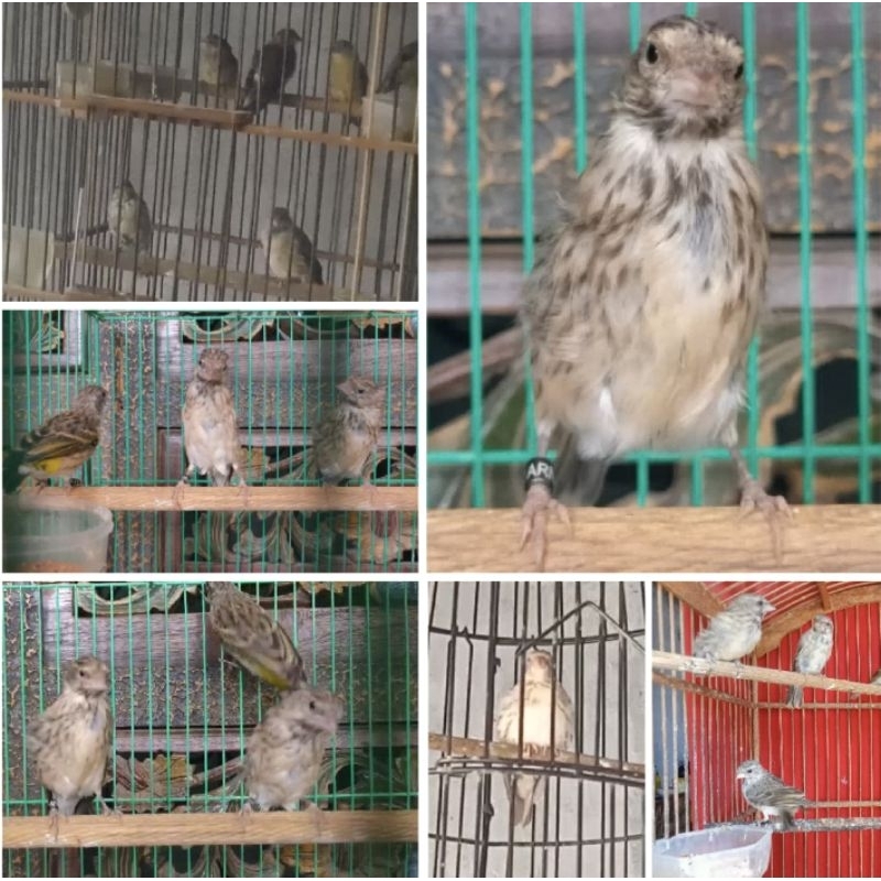 BLACKTHROAT JANTAN  Pilihin Bunyi Prospek