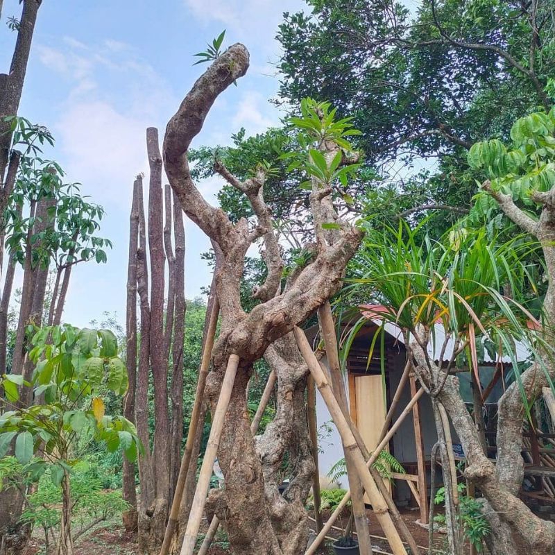 Pohon kamboja bali bunga kuning