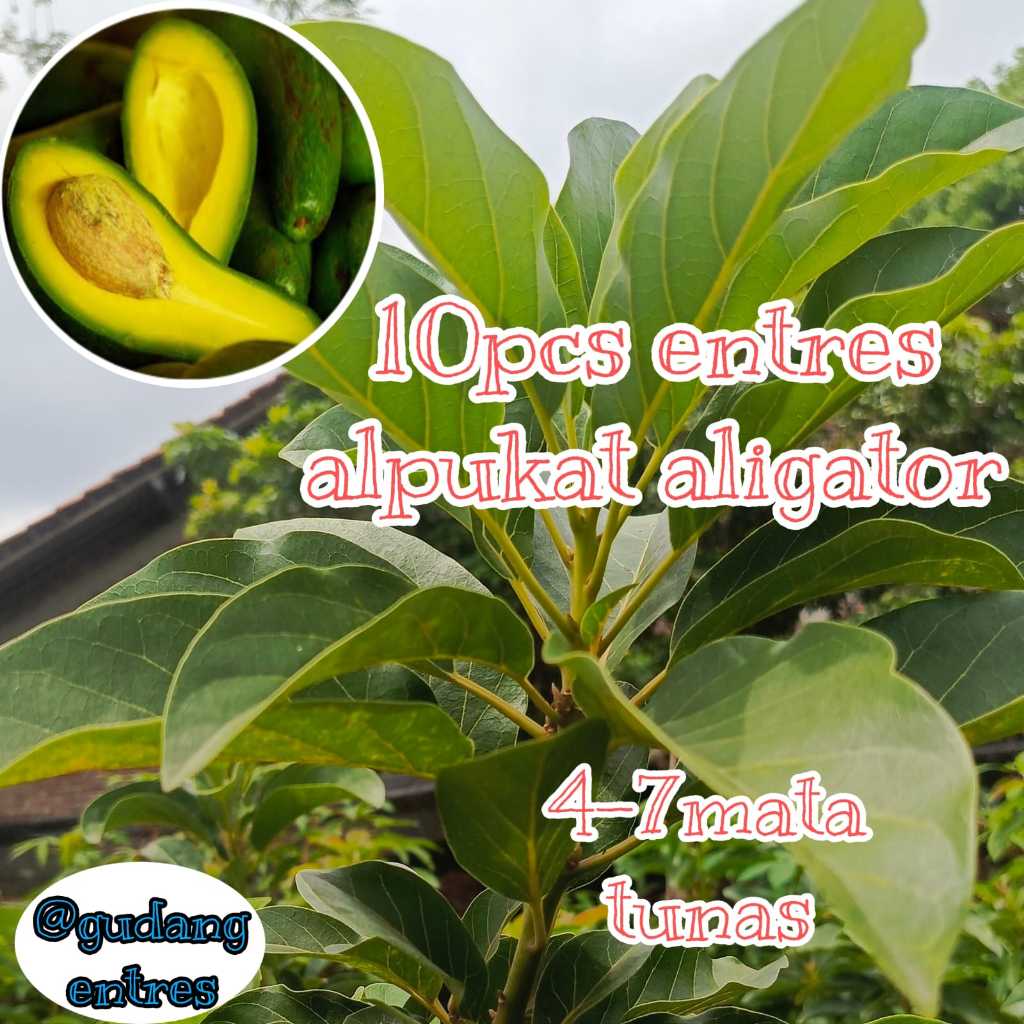 ENTRES ALPUKAT ALIGATOR ENTRES SUPER BAGUS
