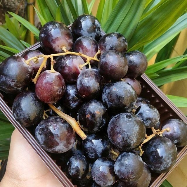 

ROYAL AUTUMN ANGGUR 500GR X 1 ,BUAH ANGGUR FRESH TANPA BIJI BENTUK LONJONG DAN MEMILIKI RASA MANIS DAN SEDIKIT ASEM