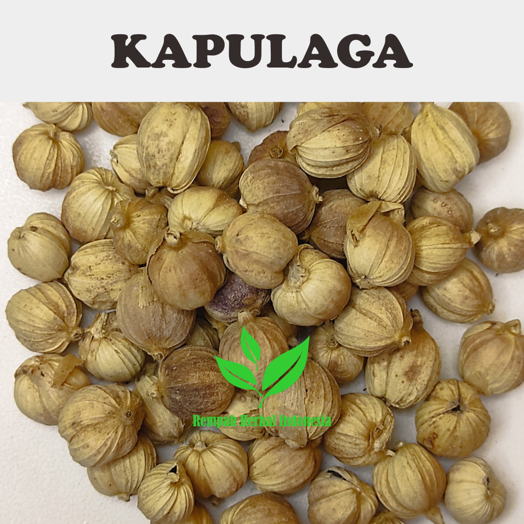

500 Gr Kapulaga kapulogo Kapol cardamom kering organik Berkualitas