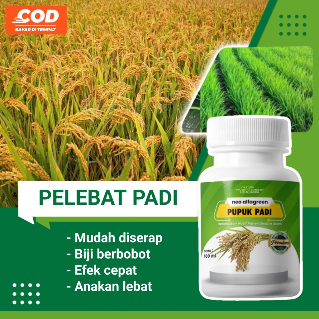 Pupuk Spesial Penyubur Padi Penambah Hasil Padi Booster Daun dan Anakan Mempercepat Berbuah Lebat