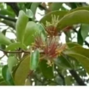 

BENALU POHON JATI 250 GRAM